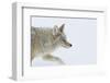 Coyote, Winter Travel-Ken Archer-Framed Photographic Print