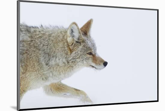 Coyote, Winter Travel-Ken Archer-Mounted Photographic Print