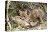 Coyote Young Wild Pups Playing Near their Den-null-Stretched Canvas