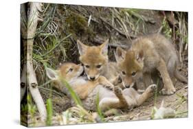 Coyote Young Wild Pups Playing Near their Den-null-Stretched Canvas