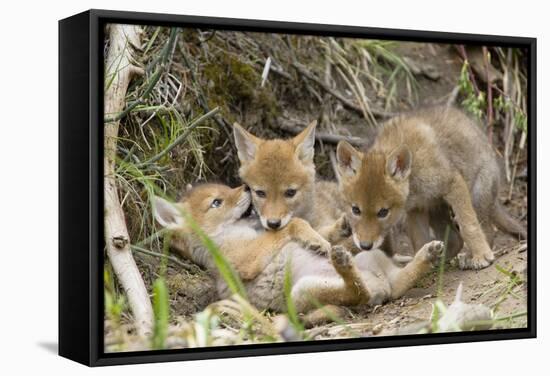 Coyote Young Wild Pups Playing Near their Den-null-Framed Stretched Canvas