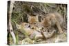 Coyote Young Wild Pups Playing Near their Den-null-Stretched Canvas