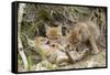 Coyote Young Wild Pups Playing Near their Den-null-Framed Stretched Canvas