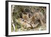 Coyote Young Wild Pups Playing Near their Den-null-Framed Photographic Print