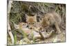 Coyote Young Wild Pups Playing Near their Den-null-Mounted Photographic Print