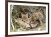 Coyote Young Wild Pups Playing Near their Den-null-Framed Photographic Print