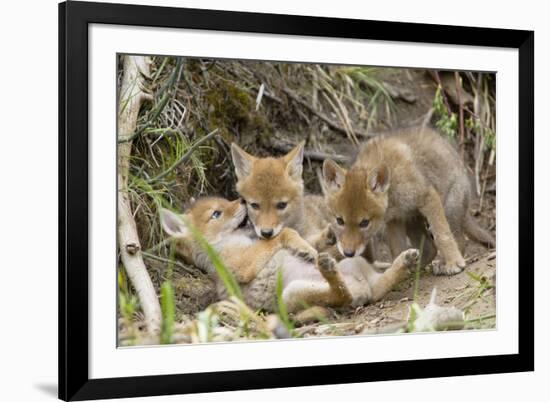 Coyote Young Wild Pups Playing Near their Den-null-Framed Photographic Print