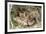 Coyote Young Wild Pups Playing Near their Den-null-Framed Photographic Print