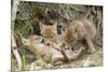 Coyote Young Wild Pups Playing Near their Den-null-Mounted Photographic Print