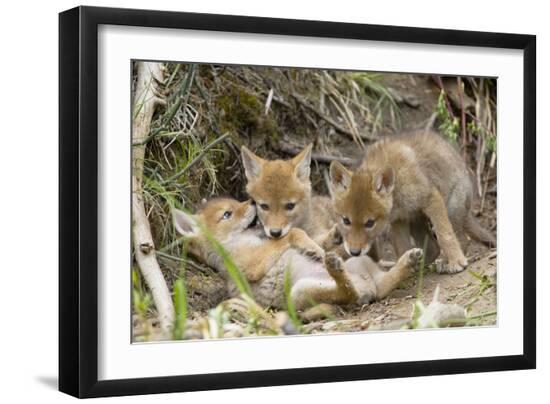 Premium Photographic Print, , large