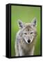 Coyote-null-Framed Stretched Canvas