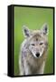 Coyote-null-Framed Stretched Canvas