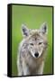 Coyote-null-Framed Stretched Canvas