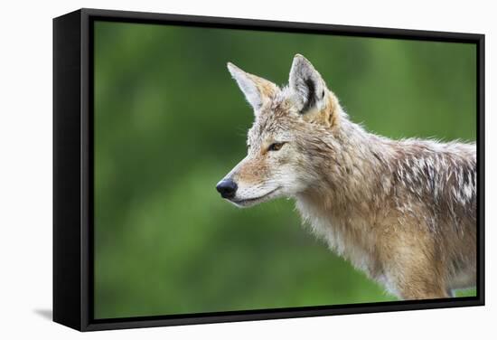 Coyote-null-Framed Stretched Canvas