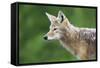 Coyote-null-Framed Stretched Canvas