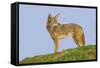 Coyote-Hal Beral-Framed Stretched Canvas