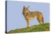 Coyote-Hal Beral-Stretched Canvas