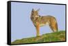 Coyote-Hal Beral-Framed Stretched Canvas