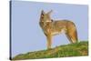 Coyote-Hal Beral-Stretched Canvas