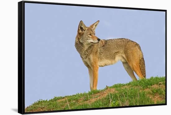 Coyote-Hal Beral-Framed Stretched Canvas