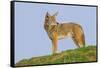 Coyote-Hal Beral-Framed Stretched Canvas