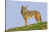 Coyote-Hal Beral-Stretched Canvas