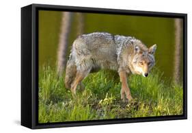 Coyote-W. Perry Conway-Framed Stretched Canvas