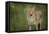 Coyote-DLILLC-Framed Stretched Canvas