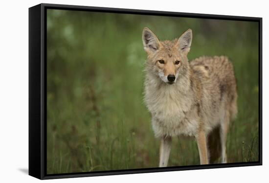 Coyote-DLILLC-Framed Stretched Canvas