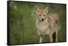 Coyote-DLILLC-Framed Stretched Canvas