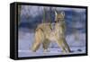 Coyote-DLILLC-Framed Stretched Canvas