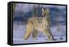 Coyote-DLILLC-Framed Stretched Canvas