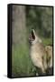 Coyote-DLILLC-Framed Stretched Canvas