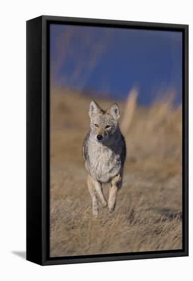 Coyote-DLILLC-Framed Stretched Canvas