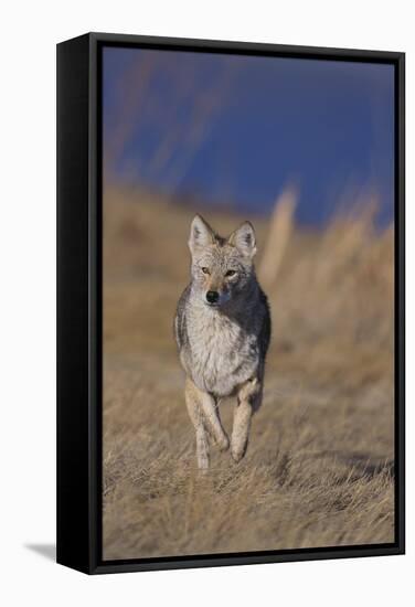 Coyote-DLILLC-Framed Stretched Canvas