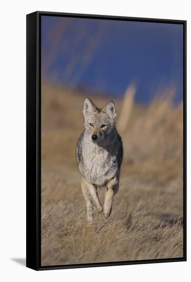 Coyote-DLILLC-Framed Stretched Canvas