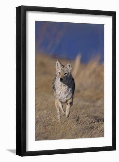 Coyote-DLILLC-Framed Premium Photographic Print
