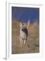 Coyote-DLILLC-Framed Premium Photographic Print