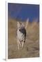 Coyote-DLILLC-Framed Premium Photographic Print