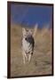 Coyote-DLILLC-Framed Premium Photographic Print