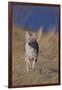 Coyote-DLILLC-Framed Premium Photographic Print