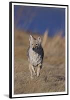 Coyote-DLILLC-Framed Premium Photographic Print