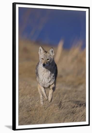 Coyote-DLILLC-Framed Premium Photographic Print