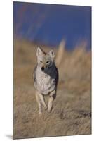 Coyote-DLILLC-Mounted Premium Photographic Print