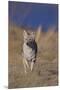Coyote-DLILLC-Mounted Premium Photographic Print