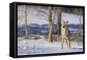 Coyote-DLILLC-Framed Stretched Canvas