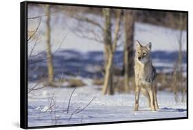 Coyote-DLILLC-Framed Stretched Canvas