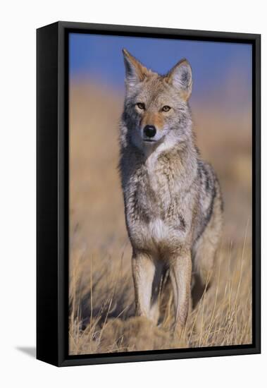 Coyote-DLILLC-Framed Stretched Canvas