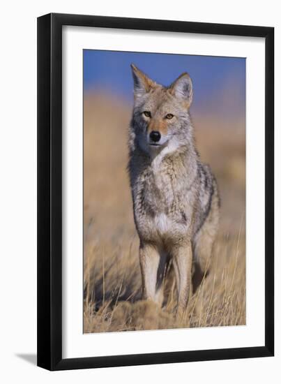 Coyote-DLILLC-Framed Premium Photographic Print