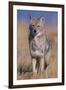 Coyote-DLILLC-Framed Premium Photographic Print